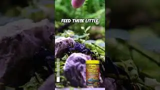FEEDING MY VAMPIRE CRAB ARMY