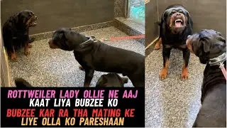 Rottweiler Bubzee Ko Kaat Liya Lady Ollie Ne: Bubzee Kar Raha Tha Koshish Mating Ki Jabardasti