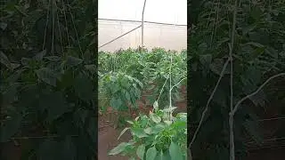 Basket and side staking (plant support) for sweet pepper/ bell pepper in Nigeria. #food #nigeria