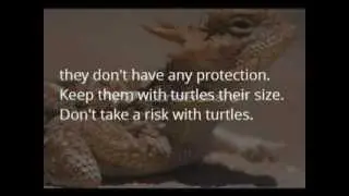 What Do Turtles Eat? How to Feed Your Turtle a Healthy Diet