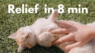 IBS & Anxiety Guided Meditation