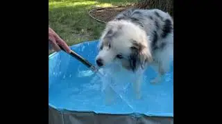 Toozey Dog Swimming Pool
