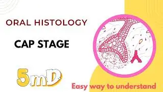 Cap Stage (PART 3) | DEVELOPMENT OF TEETH Oral Embryology BDS & NEET MDS | 5minDENTISTRY
