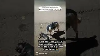 #accidentalcase# #animalrescuer #animalsaviour #animallover #animal #animalrespect #shorts