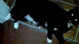 Passive Resistance Cat