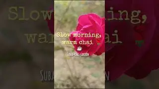 Slow morning,warm chai ☕🌹#morningchai #relaxing #peacefulvibe