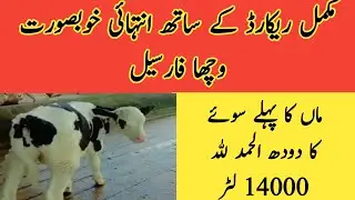 Best breeding male for sale II Cheap Holstein breeding male for sale