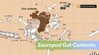 Sauropod Gut Contents | Stephen Poropat | WA-OIGC Research