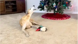 Simon Our Greyhound  Rooing