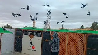 صيد  مغبر جميل 🤔عالمساويد الصيد اجمل 🔥