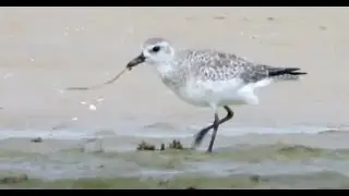 Red Knot searching for food 4K