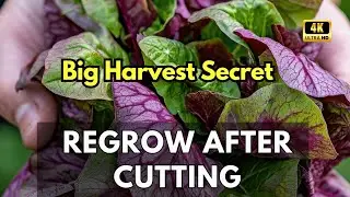 These Forgotten Leafy Vegetables Grow Back After Cutting &mdash; Most People Never Realize This