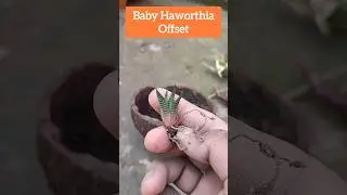 How to propagate a baby Haworthia offset #propagation #shorts #howto #haworthia #youtubeshorts