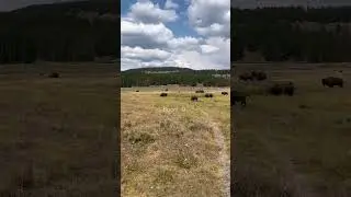 Check desc! #shorts #yellowstone #bison #fyp