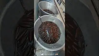 শক্তিগড় ল্যাংচা কিনছি আমরা #yt #food #cooking #lunch #sweet #lancha #saktigarh #shortsviral