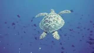 Marine Animals #funny #marineanimals #sealife