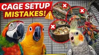 STOP Don't Make These 5 Birds 🐦🦜 Cage Setup MISTAKES! (Safety Tips for New Owners)
