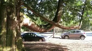 Trees - Some varieties of trees from around the world