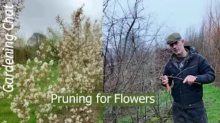 Обрезка деревьев для цветения 🌳Иногда меньше значит больше: простое руководство по обрезке амелан...