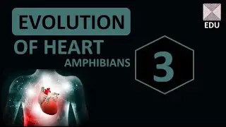 CIRCULATION 7 Evolution of Heart 3 Amphibians