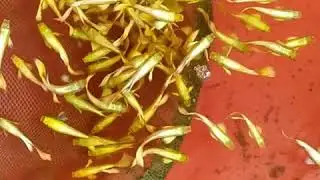C&aacute; bảy m&agrave;u full gold - guppy full gold 10k/cặp