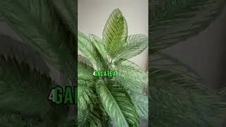 &iexcl;Cuidado! Plantas T&oacute;xicas que se Cultivan en Casa.