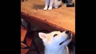 Husky being owned by a Cat