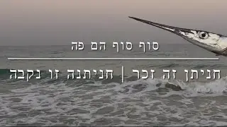 דיג - חניתנים אגרסיבים הגיעו לחוף | המים מתקררים והטורפים מגיעים 2025.