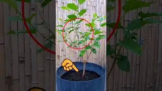 Growing Mulberry Tree Faster