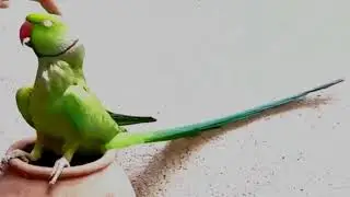 Ye Mithu original sound|| #asmr #talkingparot #parrot #birds #nonstoptalkingparrot #ringneckparrot 