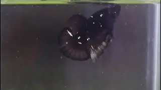 Black Gold - Black Copper Gold - Black Betta series 2021