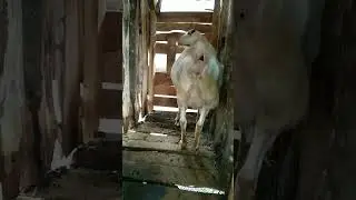 ciri ciri kambing hamil tua siap melahirkan