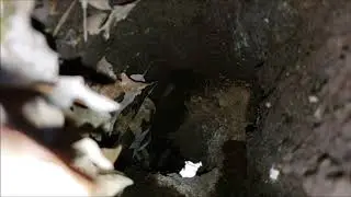 Inside of a hollow log at Chucalissa nature trail