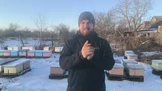 Where can I buy bees cheaper?