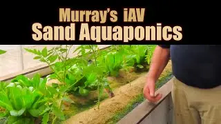 Murray's iAV Sand Aquaponics System