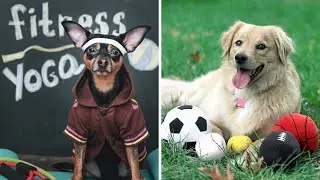 10 Best Athletic Dog Breeds rarely seen on Camera