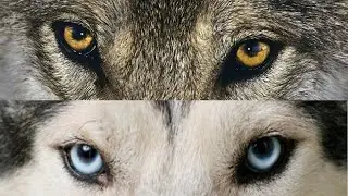 Dominance in dogs; bad habit or useful construct? - Dog Science Explained