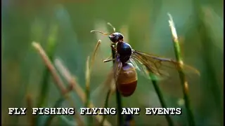 Fly Fishing Flying ants