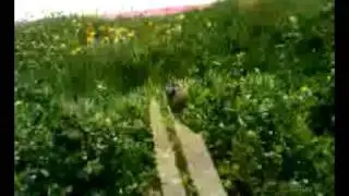 Qik - Mobile video by Lm29 Mike