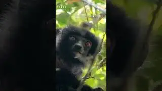 The Indri: Madagascar&rsquo;s Majestic Songbird of the Forest