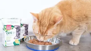 Top 3 Best Wet Cat Foods Reviews In 2024