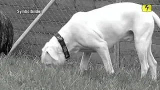 TeleTop vom 16.2.2014 - Hundehasser
