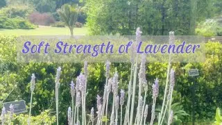 Lavender's Quiet Promise | Stability Through Softness | LumiTown