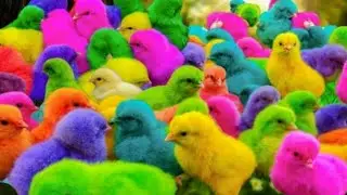 Catch the Cute Rainbow Chickens &ndash; Funny Animals Compilation