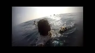 Blue Whale Sri Lanka, Bottlenose Dolphin Zanzibar, Manta Ray Maledives, Whaleshark Maledives