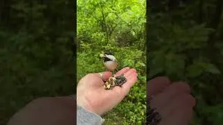 #asmr #birds #natureismytherapy #nature #birdtherapy #wildlife #naturestherapy #birdphotography
