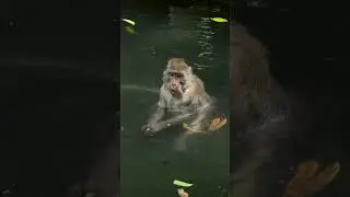 Macaque resting in a pond #nature #wildlife #macque #pond #beautiful #pond #cute #wonderful HA22336