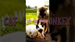 Cat and monkey walking together #cat #monkey#kucinglucu
