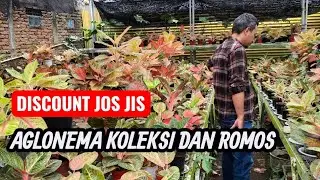 JOS JOS JIS AGLONEMA KOLEKSIAN DAN ROMOSAN KOMPLIT