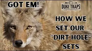 HOW TO catch a COYOTE using 